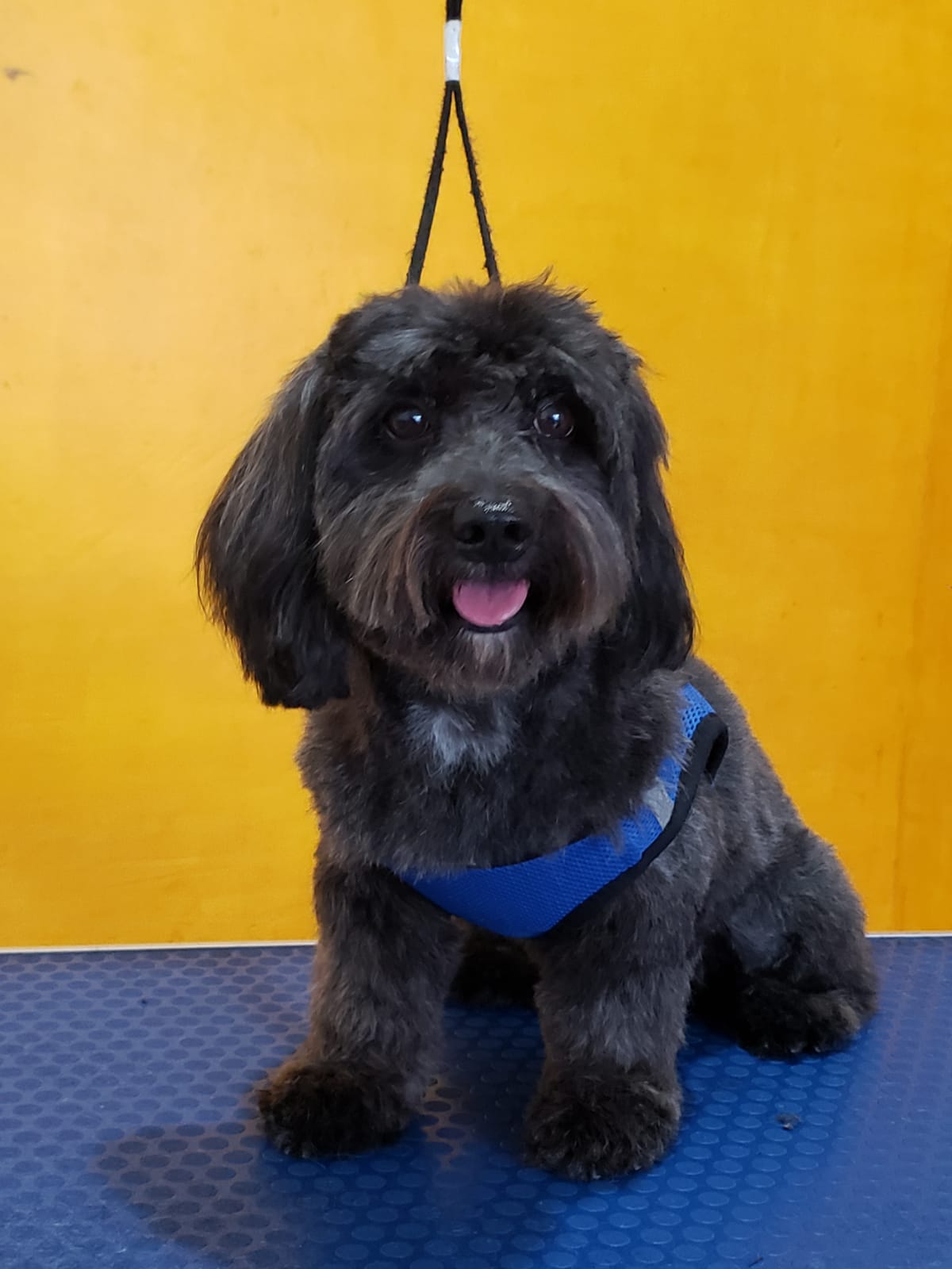 Servicio de Grooming y Spa para Mascotas – Constelación Hospital Veterinario Managua Constelación Hospital Veterinario