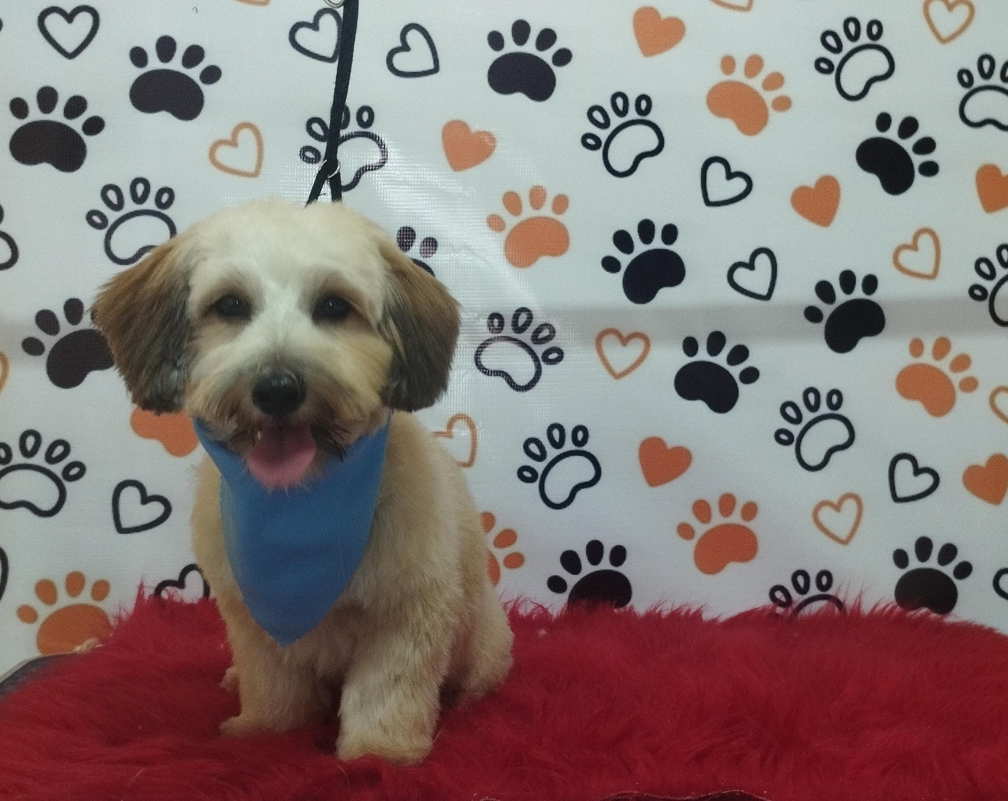 Servicio de Grooming y Spa/Constelación Hospital Veterinario