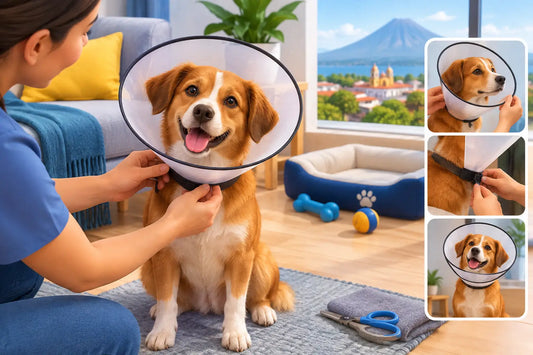 Cómo colocar cono protector para perros en Nicaragua