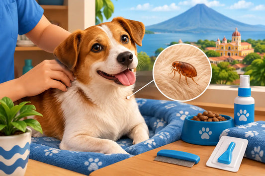 Cómo detectar pulgas en perros y actuar en Nicaragua