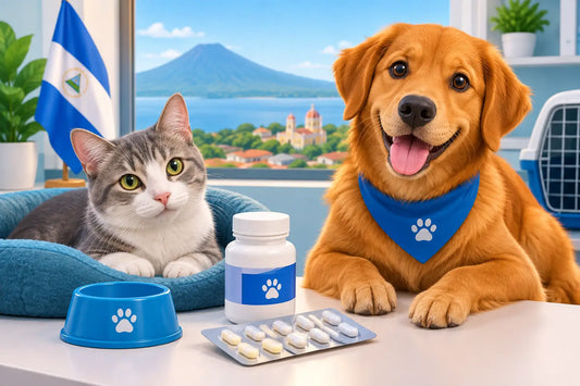 Amoxicilina para gatos: uso seguro en Nicaragua