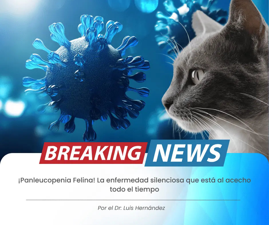 Panleucopenia Felina en gatos Nicaragua - Parvovirus Felino síntomas y vacunas - Monte Blanco Veterinaria