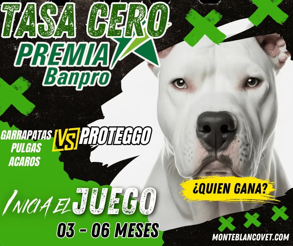 Antiparasitario Proteggo para perros con tasa cero bancaria en Nicaragua - Monte Blanco Veterinaria