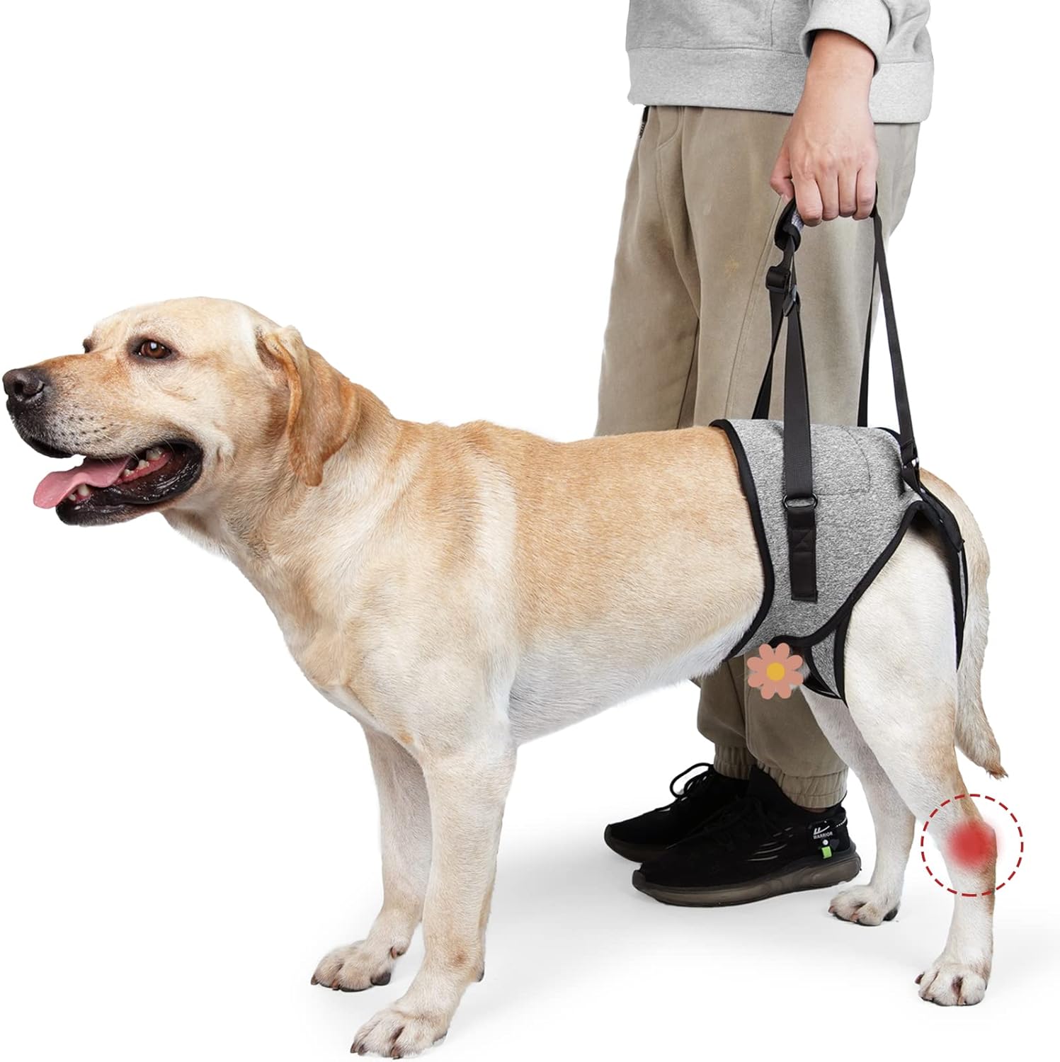 Elevador Trasero para Perros – Fisioterapia y Rehabilitación del Tren Posterior - Monte Blanco Distribuciones Veterinarias