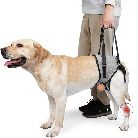 Elevador Trasero para Perros – Fisioterapia y Rehabilitación del Tren Posterior - Monte Blanco Distribuciones Veterinarias  Monte Blanco Distribuciones Veterinarias