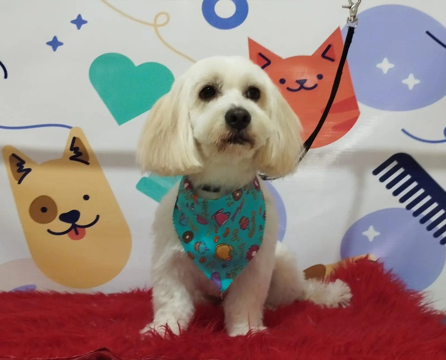 Servicio de Grooming Profesional para Perros y Gatos – Monte Blanco Nicaragua - Monte Blanco Distribuciones Veterinarias