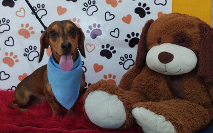 Servicio de Grooming y Spa para Mascotas – Constelación Hospital Veterinario Managua - Monte Blanco Distribuciones Veterinarias