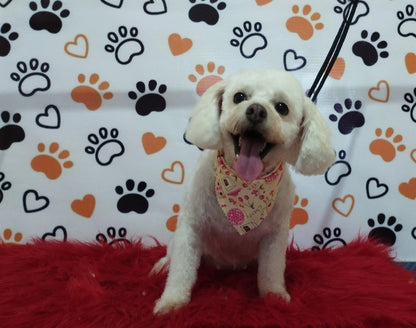 Servicio de Grooming y Spa para Mascotas – Constelación Hospital Veterinario Managua - Monte Blanco Distribuciones Veterinarias