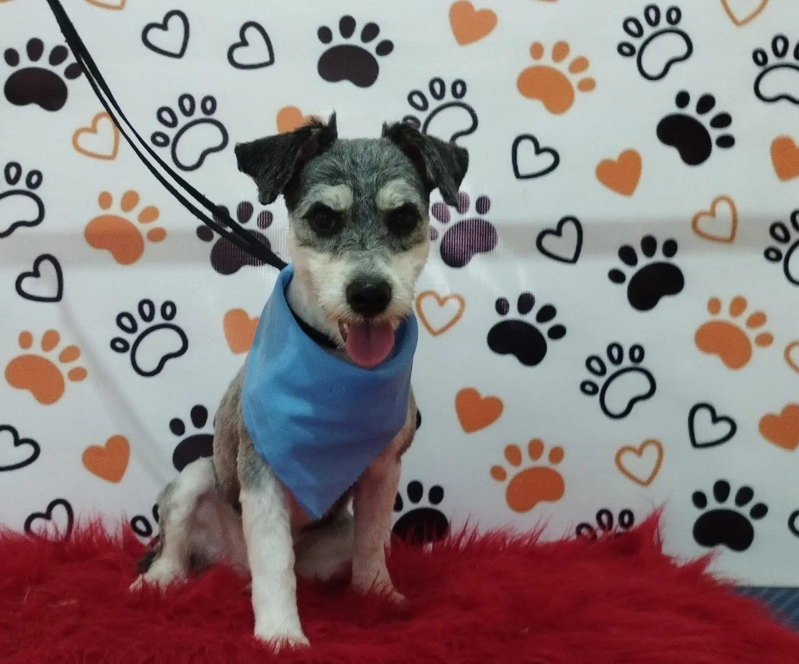 Servicio de Grooming y Spa para Mascotas – Constelación Hospital Veterinario Managua - Monte Blanco Distribuciones Veterinarias