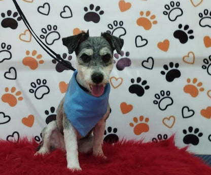 Servicio de Grooming y Spa para Mascotas – Constelación Hospital Veterinario Managua - Monte Blanco Distribuciones Veterinarias