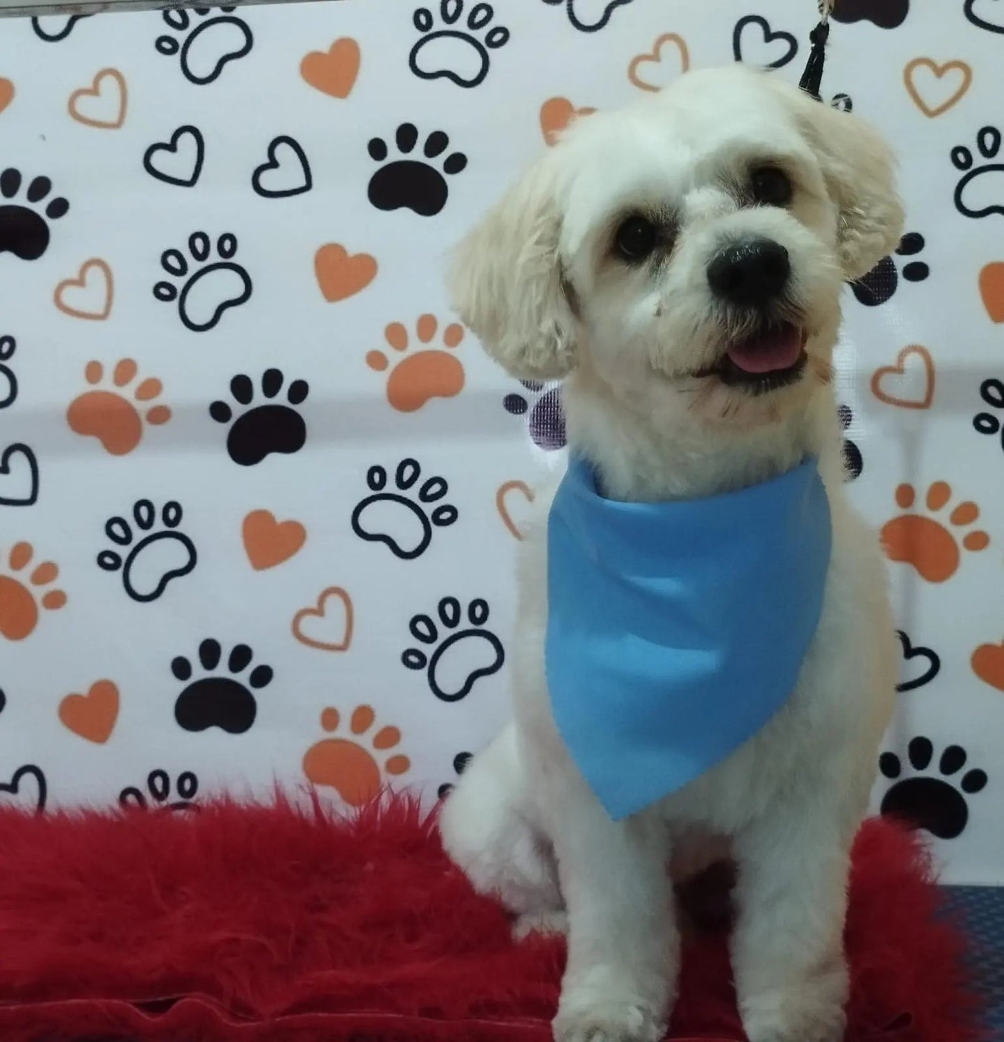 Servicio de Grooming y Spa para Mascotas – Constelación Hospital Veterinario Managua - Monte Blanco Distribuciones Veterinarias