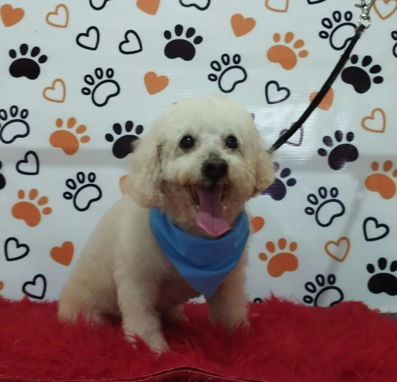 Servicio de Grooming y Spa para Mascotas – Constelación Hospital Veterinario Managua - Monte Blanco Distribuciones Veterinarias