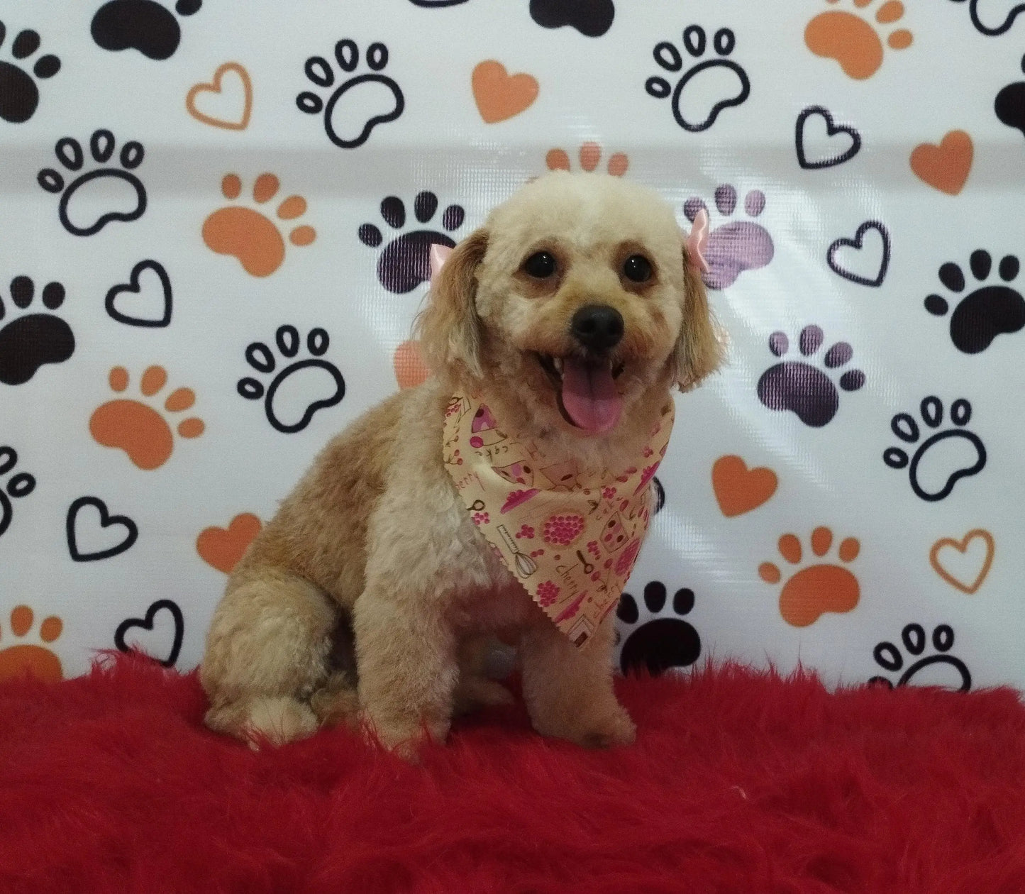 Servicio de Grooming y Spa para Mascotas – Constelación Hospital Veterinario Managua - Monte Blanco Distribuciones Veterinarias