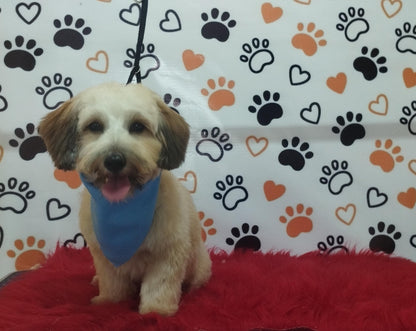 Servicio de Grooming y Spa para Mascotas – Constelación Hospital Veterinario Managua - Monte Blanco Distribuciones Veterinarias