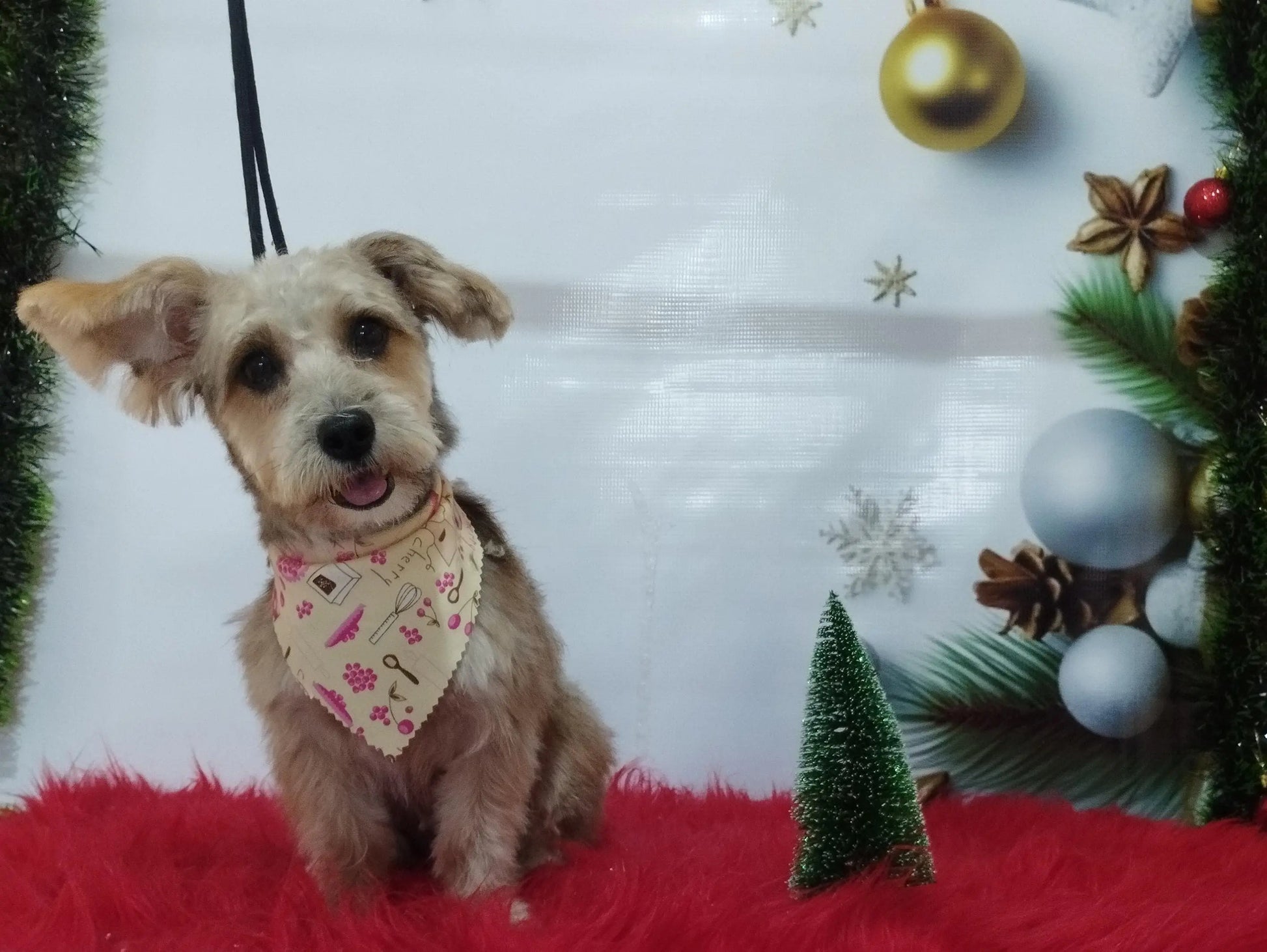Servicio de Grooming y Spa para Mascotas – Constelación Hospital Veterinario Managua - Monte Blanco Distribuciones Veterinarias