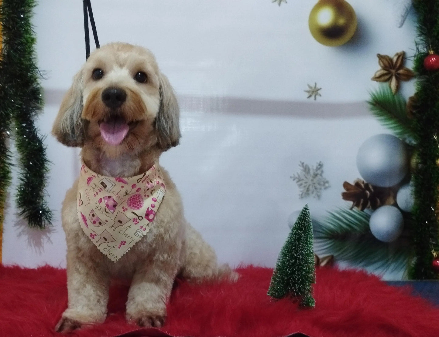 Servicio de Grooming y Spa para Mascotas – Constelación Hospital Veterinario Managua - Monte Blanco Distribuciones Veterinarias
