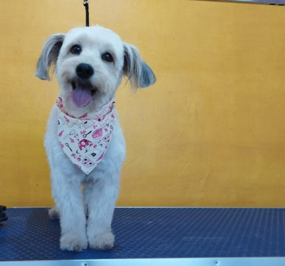 Servicio de Grooming y Spa/Constelación Hospital Veterinario