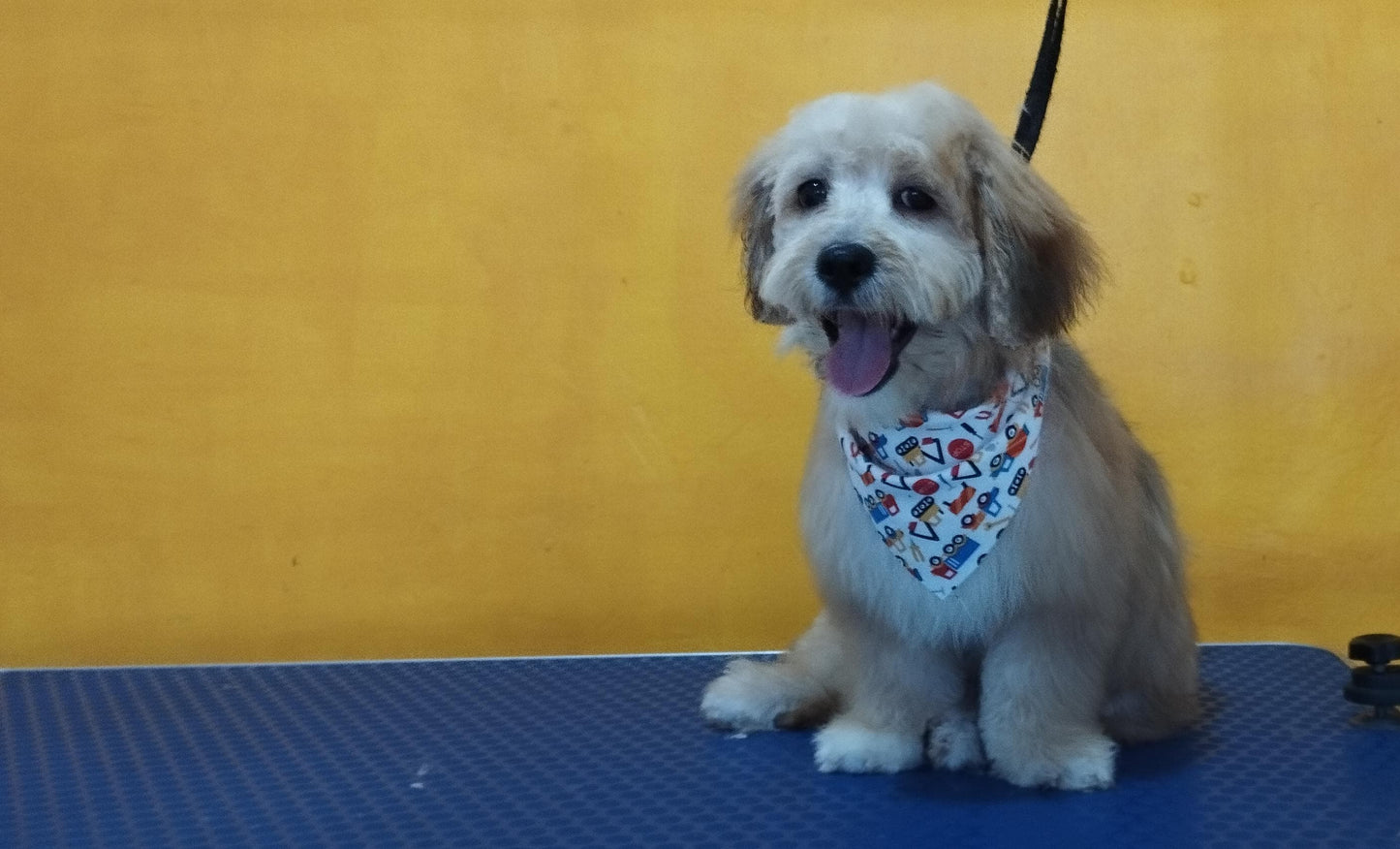 Servicio de Grooming y Spa/Constelación Hospital Veterinario