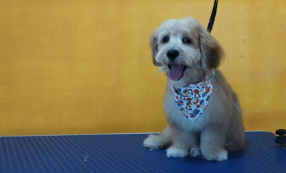 Servicio de Grooming y Spa/Constelación Hospital Veterinario