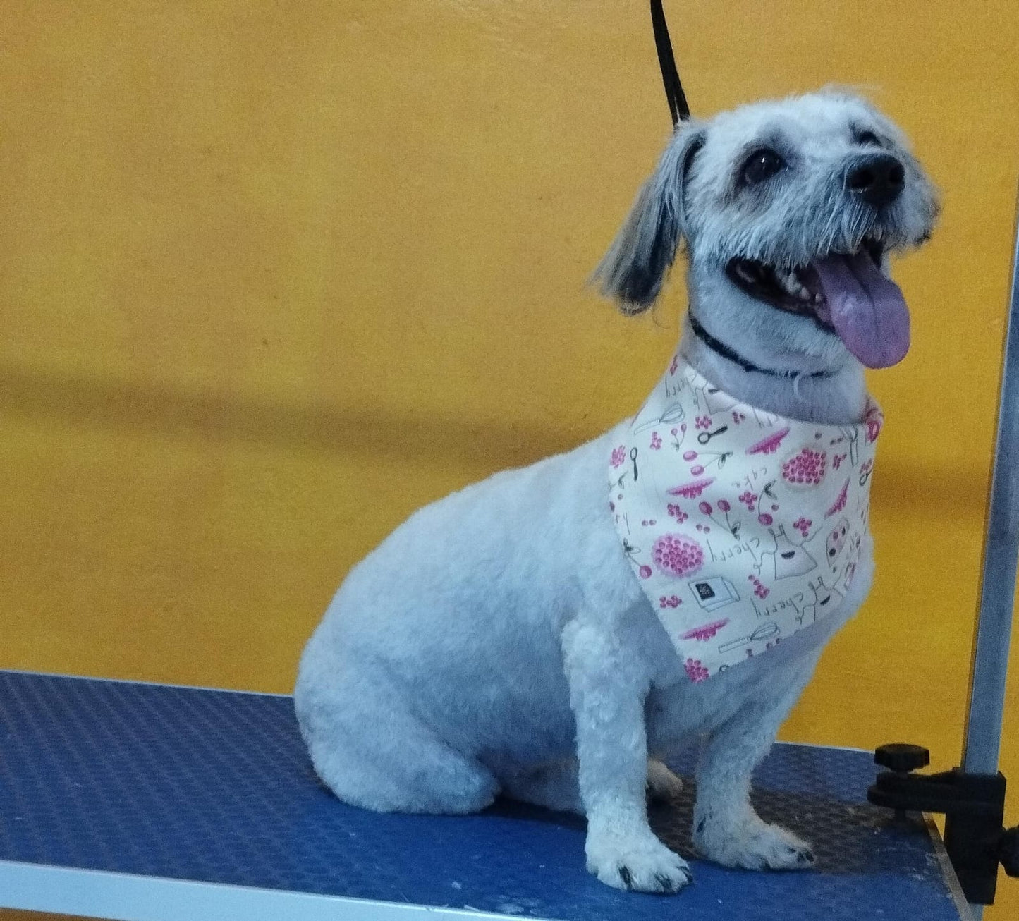 Servicio de Grooming y Spa/Constelación Hospital Veterinario