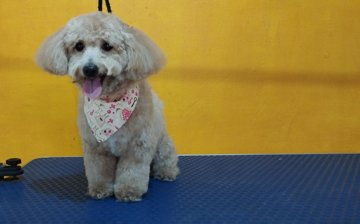 Servicio de Grooming y Spa/Constelación Hospital Veterinario