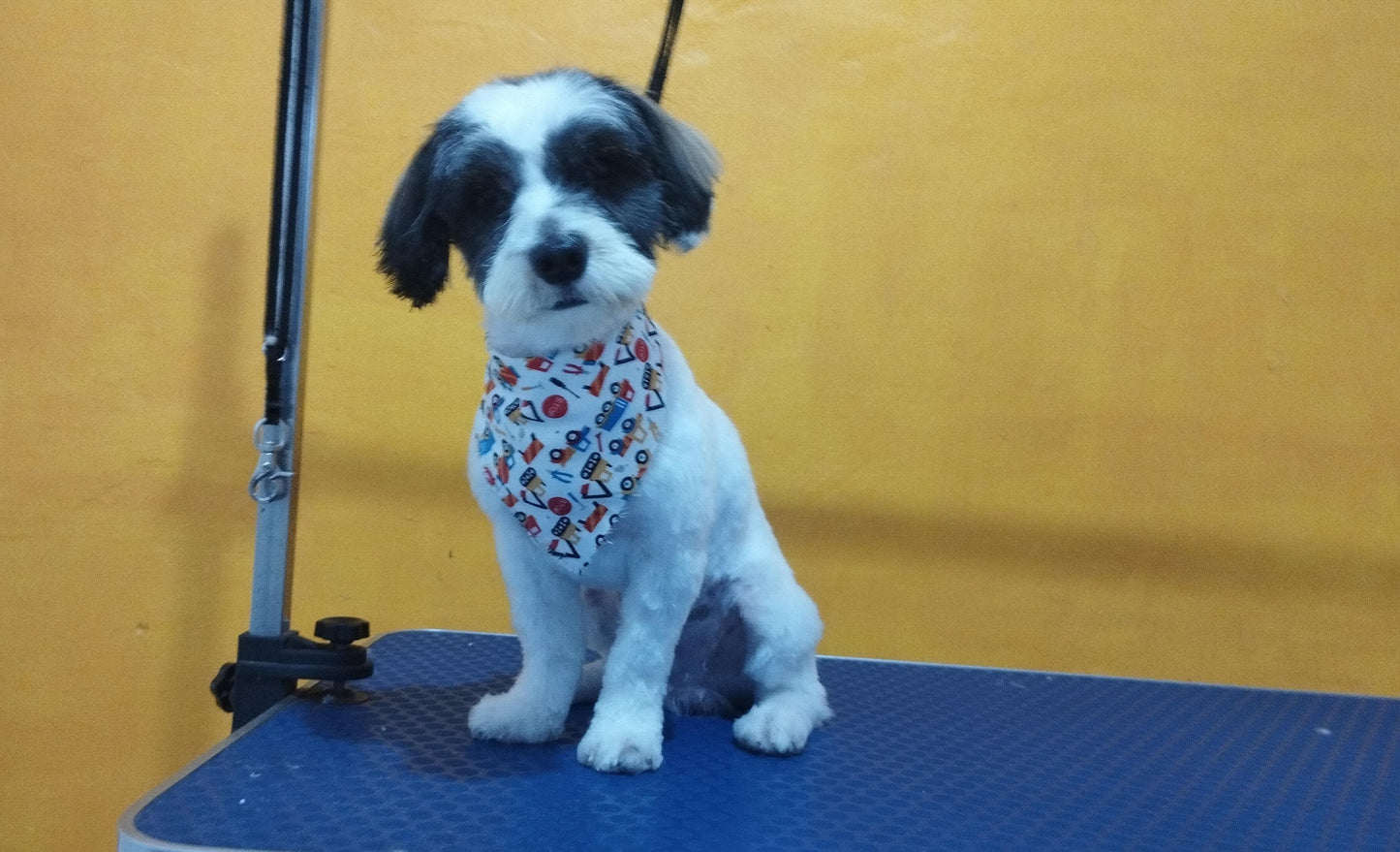 Servicio de Grooming y Spa/Constelación Hospital Veterinario