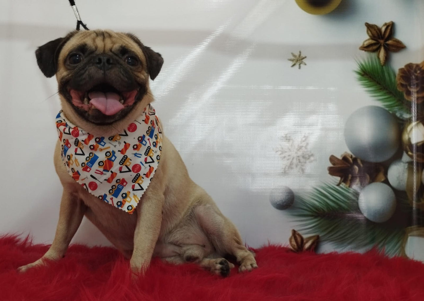 Servicio de Grooming y Spa/Constelación Hospital Veterinario