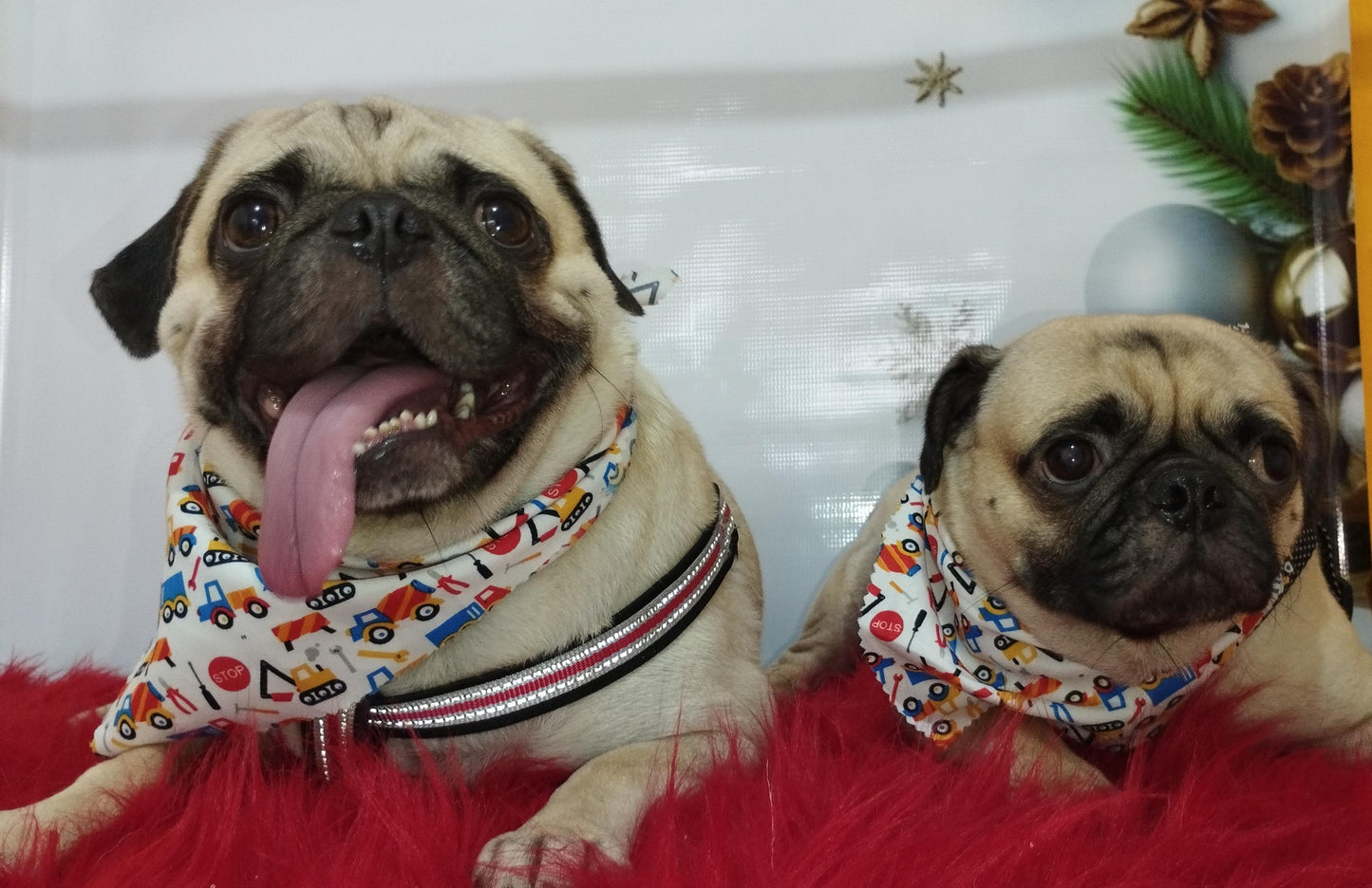 Servicio de Grooming y Spa/Constelación Hospital Veterinario