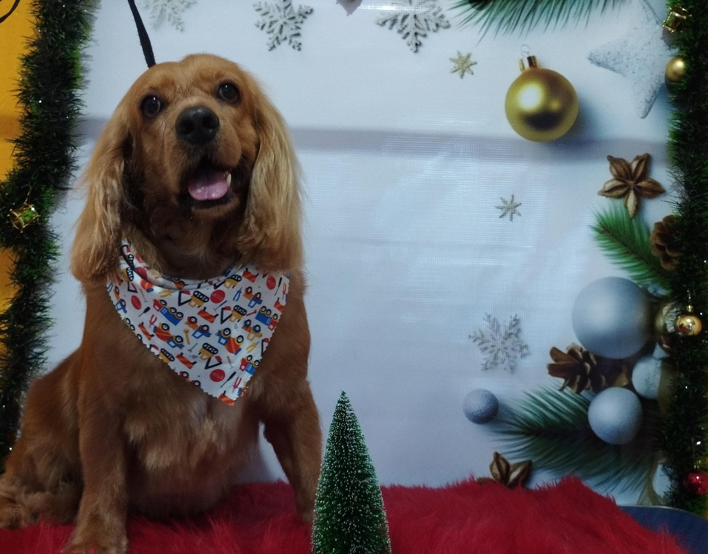 Servicio de Grooming y Spa/Constelación Hospital Veterinario