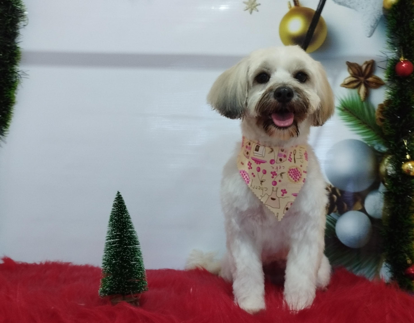 Servicio de Grooming y Spa/Constelación Hospital Veterinario