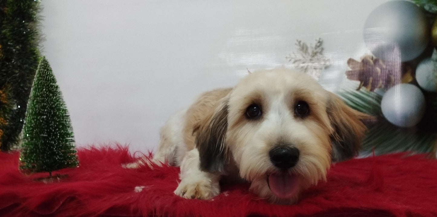 Servicio de Grooming y Spa/Constelación Hospital Veterinario