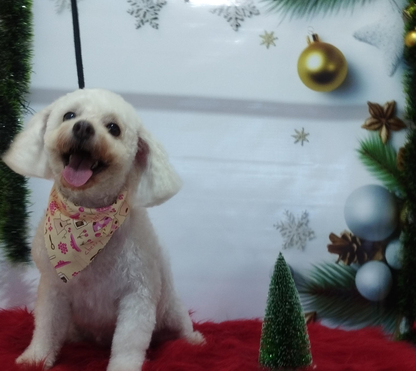 Servicio de Grooming y Spa/Constelación Hospital Veterinario
