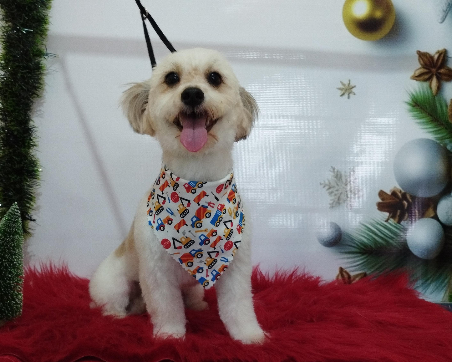 Servicio de Grooming y Spa/Constelación Hospital Veterinario