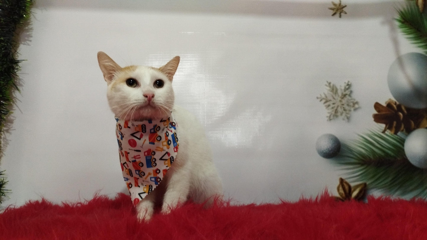 Servicio de Grooming y Spa/Constelación Hospital Veterinario