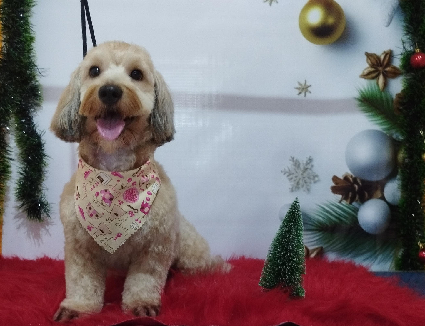 Servicio de Grooming y Spa/Constelación Hospital Veterinario