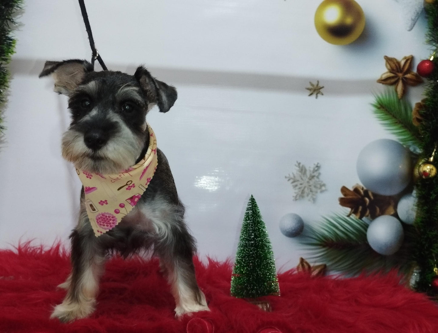 Servicio de Grooming y Spa/Constelación Hospital Veterinario
