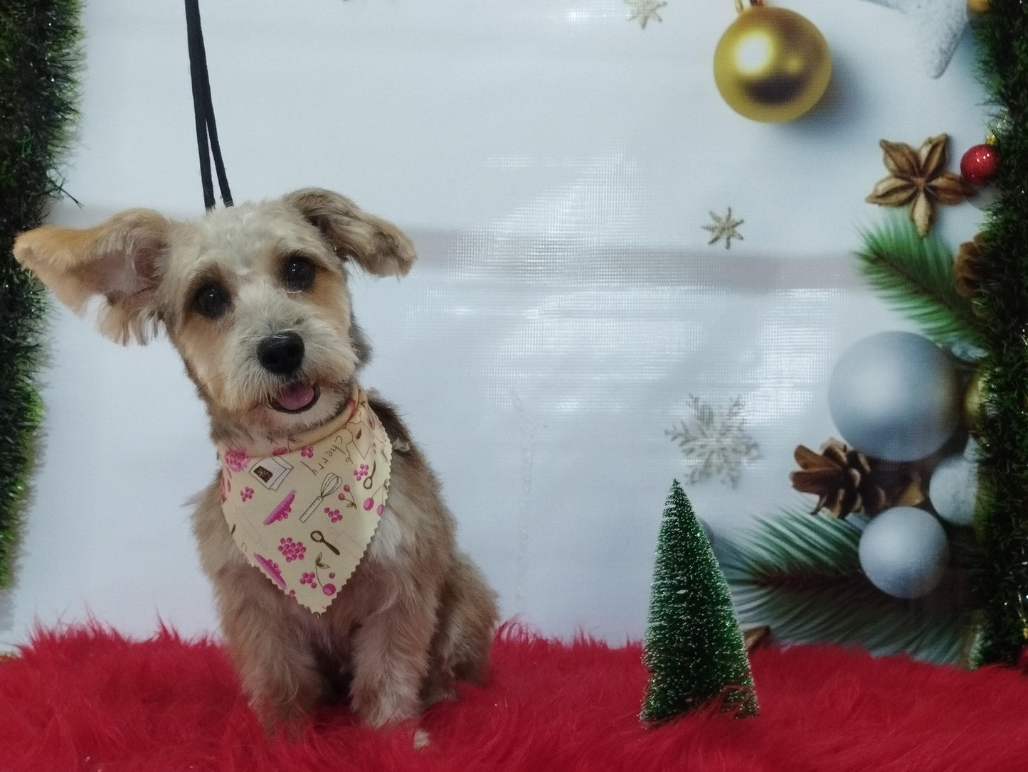 Servicio de Grooming y Spa/Constelación Hospital Veterinario