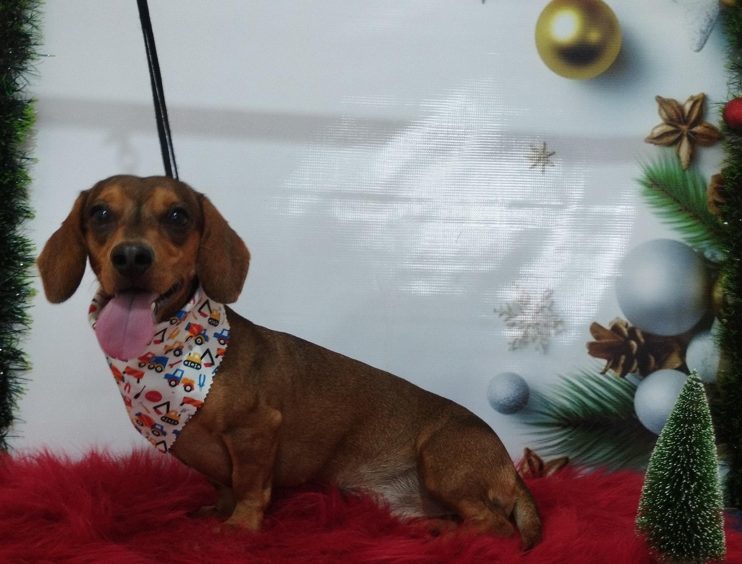 Servicio de Grooming y Spa/Constelación Hospital Veterinario