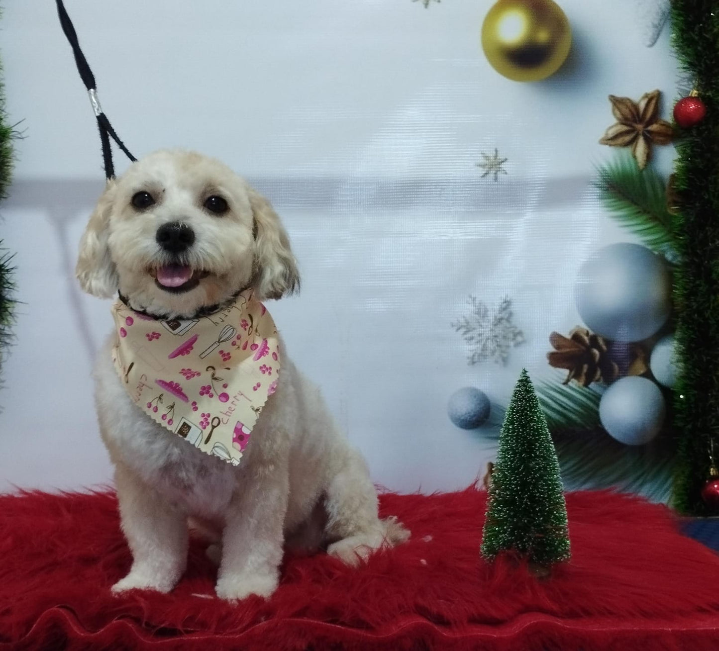 Servicio de Grooming y Spa/Constelación Hospital Veterinario