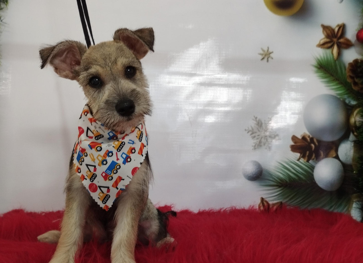 Servicio de Grooming y Spa/Constelación Hospital Veterinario