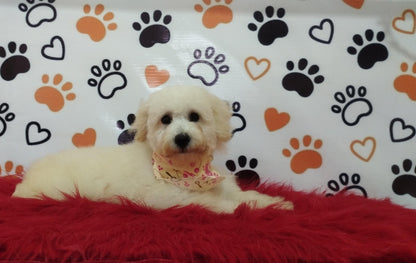 Servicio de Grooming y Spa/Constelación Hospital Veterinario