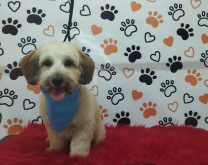 Servicio de Grooming y Spa/Constelación Hospital Veterinario