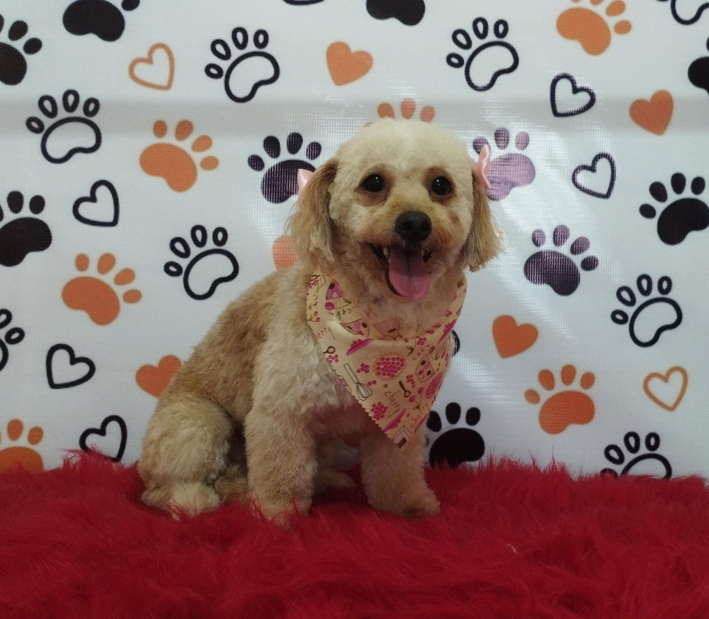 Servicio de Grooming y Spa/Constelación Hospital Veterinario