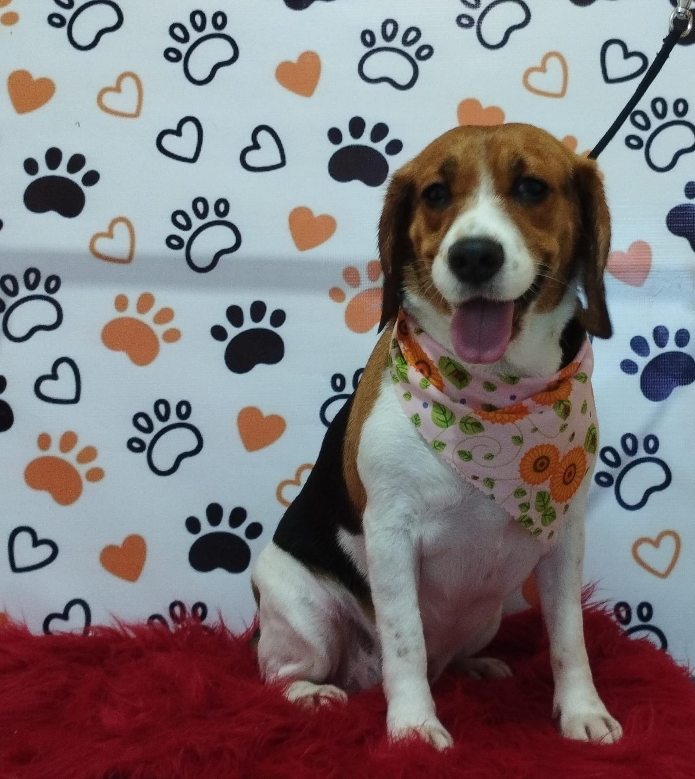Servicio de Grooming y Spa/Constelación Hospital Veterinario
