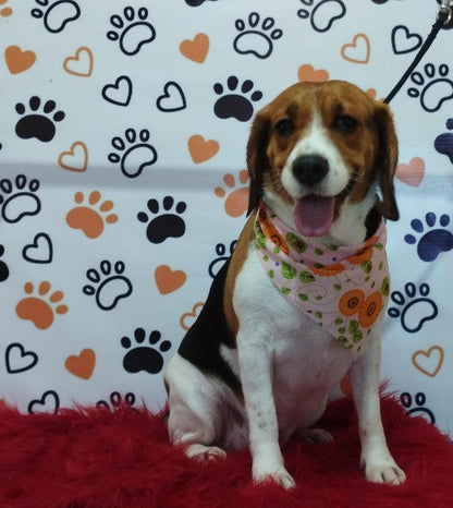 Servicio de Grooming y Spa/Constelación Hospital Veterinario