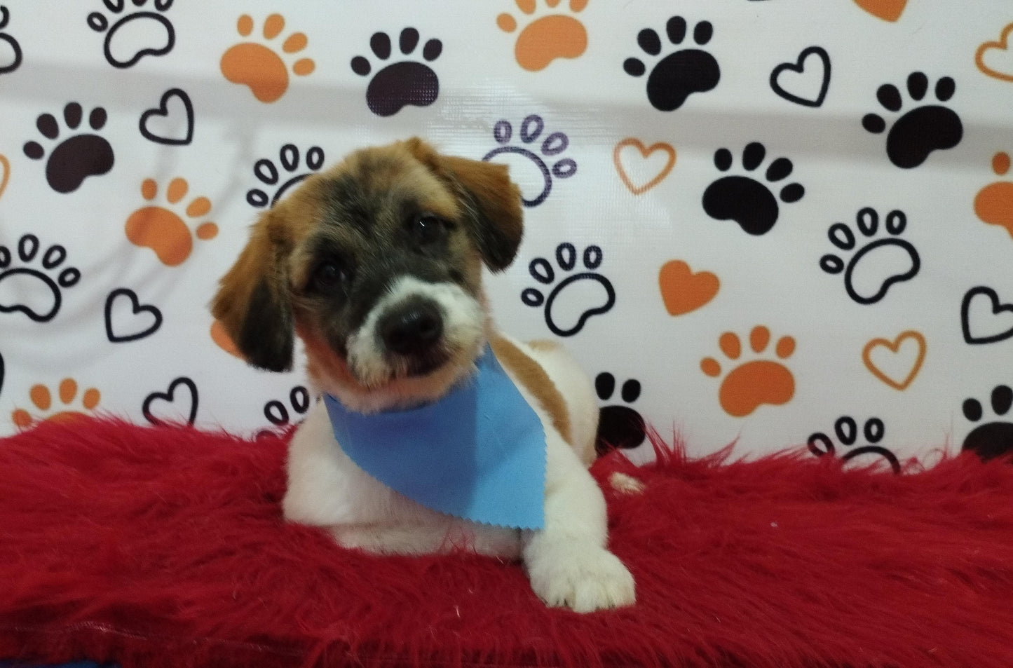 Servicio de Grooming y Spa/Constelación Hospital Veterinario