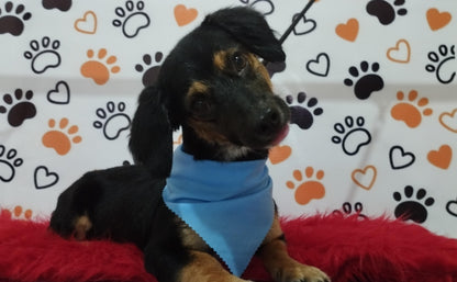 Servicio de Grooming y Spa/Constelación Hospital Veterinario