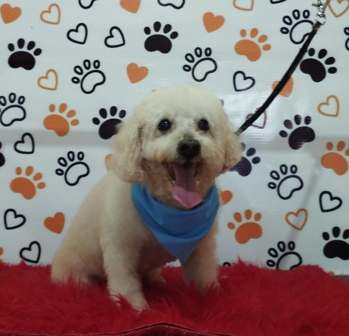 Servicio de Grooming y Spa/Constelación Hospital Veterinario