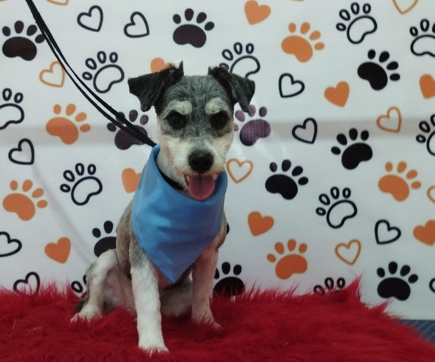 Servicio de Grooming y Spa/Constelación Hospital Veterinario