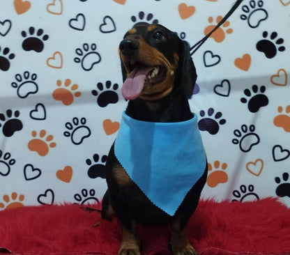 Servicio de Grooming y Spa/Constelación Hospital Veterinario